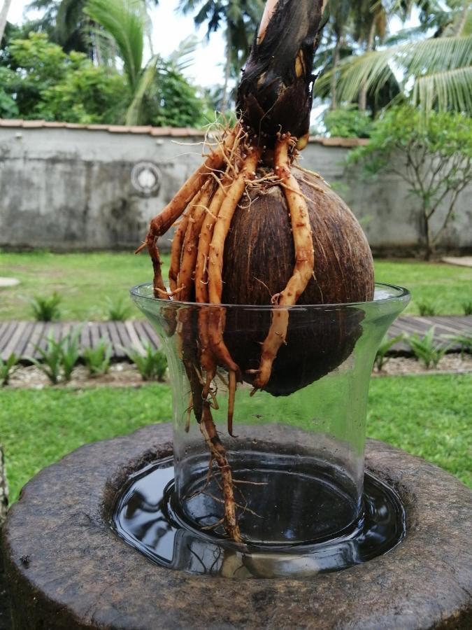 Cocovilla Boutique Resort ベントータ エクステリア 写真